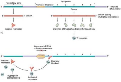 Tryptophan operon regulation