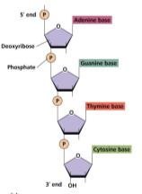 Nucleic acid polymer structure