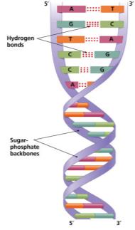 DNA double helix with sugar-phosphate backbone