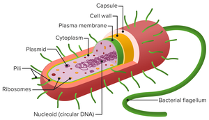 Diagram of bacterial cell structure