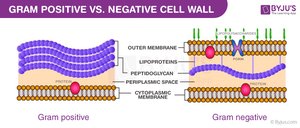 Gram-positive vs. Gram-negative cell wall comparison