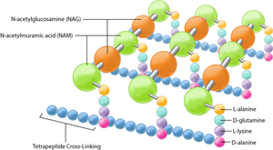 Peptidoglycan structure diagram