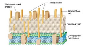Gram-positive cell wall with teichoic acids