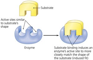Enzyme-substrate induced fit model