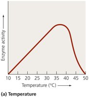 Effect of temperature on enzyme activity