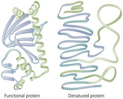 Denaturation of protein enzymes