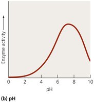 Effect of pH on enzyme activity