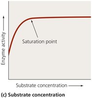 Effect of substrate concentration on enzyme activity