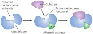 Allosteric activation of enzymes