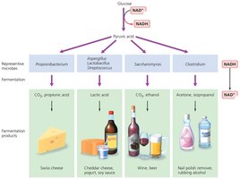 Representative fermentation products and organisms