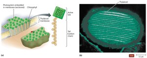 Photosynthetic structures in a prokaryote