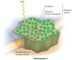 Reaction center of a photosystem
