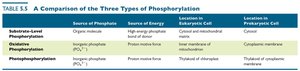 Comparison table of three types of phosphorylation