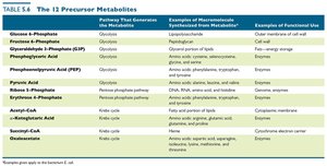 Table of the 12 precursor metabolites
