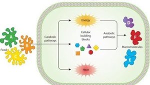 Diagram of catabolic and anabolic pathways
