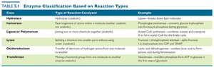 Table of enzyme classification based on reaction types