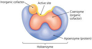 Structure of a protein holoenzyme