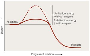Effect of enzymes on activation energy