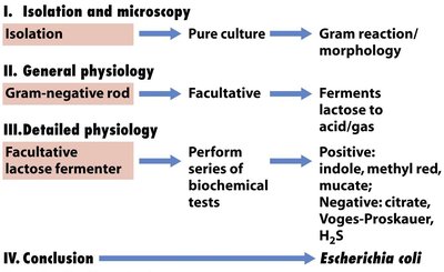 Stepwise identification of Escherichia coli