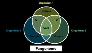 Pangenome Venn diagram showing core and unique genes among organisms