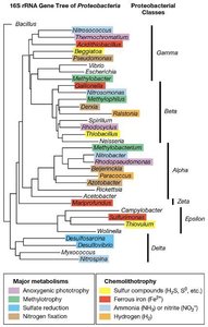 Taxonomic hierarchy of Proteobacteria and Euryarchaeota