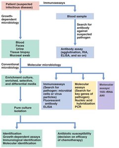 Flowchart of pathogen identification methods