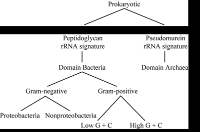 Diagram comparing taxonomic hierarchy of Bacteria and Archaea