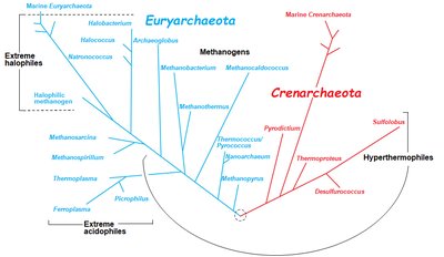 Phylogenetic tree of major bacterial phyla and their representation