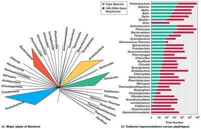 Phylogenetic tree of Archaea showing major groups