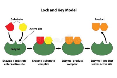 Lock and key model of enzyme action