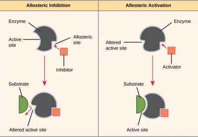 Allosteric inhibition and activation