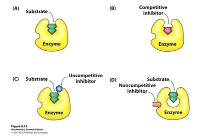 Phosphorylation: ADP to ATP