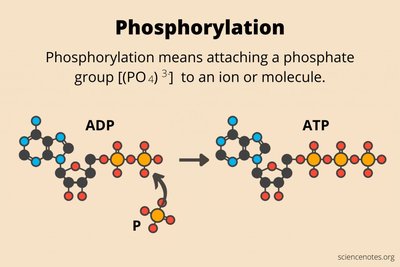 Substrate-level phosphorylation example