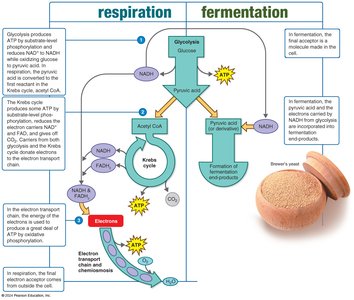 Overview of respiration and fermentation
