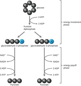 Synthesis of Acetyl-CoA