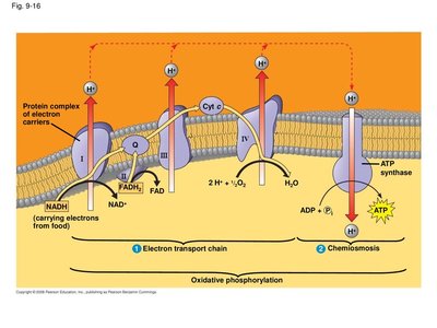 Electron transport chain and chemiosmosis