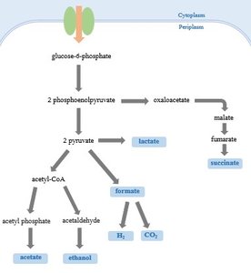 Lactic acid fermentation pathway