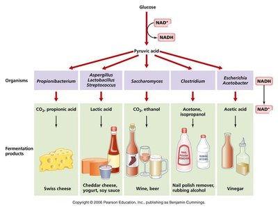 Alcoholic fermentation pathway