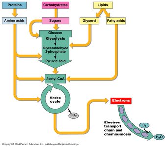 Fermentation products and organisms