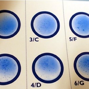 Biochemical assay plate for microbial identification