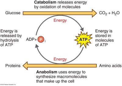 Catabolism and anabolism cycle with ATP