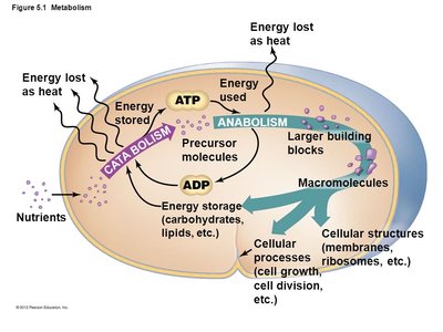 Overview of metabolism in a cell