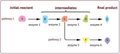 Diagram of a metabolic pathway with intermediates and enzymes