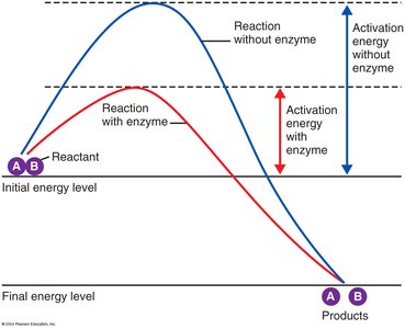 Activation energy with and without enzyme