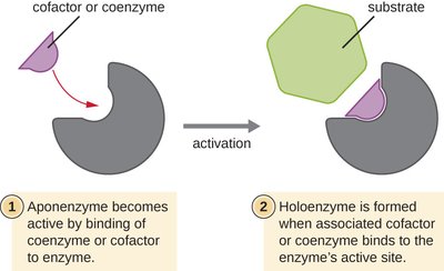 Apoenzyme activation by cofactor or coenzyme