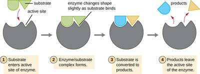 Steps of enzyme-substrate interaction