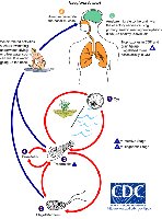 Naegleria under microscope