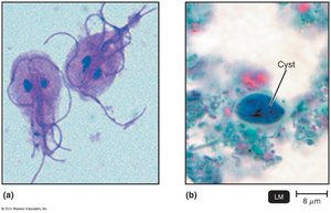 Giardia trophozoite and cyst