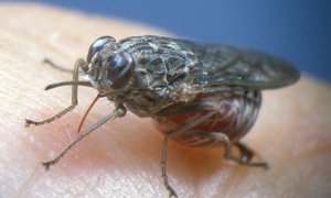 Tsetse fly close-up