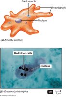 Amoeba and Entamoeba histolytica diagram